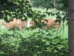 Bild zur gratis inserierten Ferienwohnung Ferienwohnung Riverside.