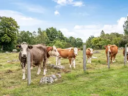 Ferienhaus Blistorp in Gemeinde Bromölla - 6 Personen, Hund nicht erlaubt