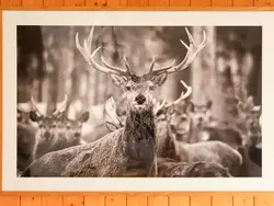 Ferienwohnung Colline 8 in Orsières - 6 Personen, Hund erlaubt