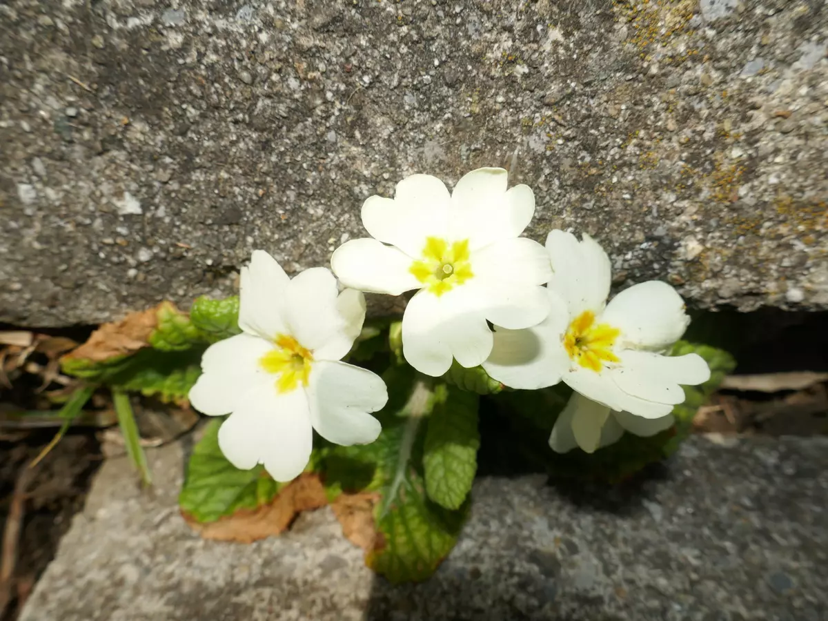 5. Bild Bild-5