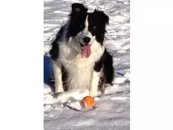 Bild zur gratis inserierten Ferienwohnung Gwunderstübli.