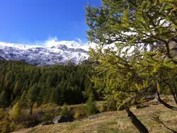 Bild zur gratis inserierten Ferienwohnung Mikado.