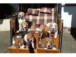 Ferienwohnung Urlaub mit Hund in Mecklenburg Vorpommern unweit der Ostsee in Glasin - 4 Personen, Hund erlaubt