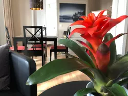 Bild zur gratis inserierten Ferienwohnung Dat Mitteltste 445.