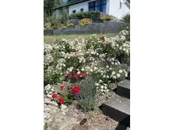 Ferienhaus Feriendorf E44 in Husen - 6 Personen, Hund erlaubt