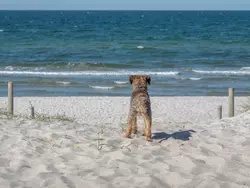 Ferienhaus "Kranich" in Pruchten - 5 Personen, Hund erlaubt