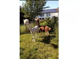 Bild zur gratis inserierten Ferienwohnung Eifel Domizil.