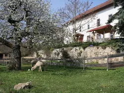 Bild zur gratis inserierten Ferienwohnung Große Fewo.