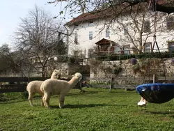 Bild zur gratis inserierten Ferienwohnung Kleine Fewo.