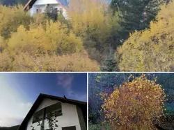 Bild zur gratis inserierten Ferienwohnung Chalet 'Perle des Höhenweges'.