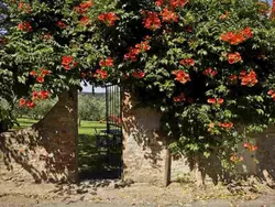Bild zur gratis inserierten Ferienwohnung Olivo Capponi' Wohnung mit Gemeinschaftspool.
