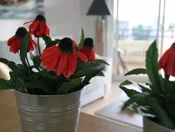 Bild zur gratis inserierten Ferienwohnung Duquesa.