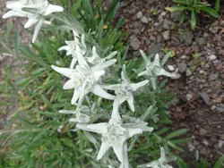 Bild zur gratis inserierten Ferienwohnung Alpen-Paradies Edelweiss Urnäsch.