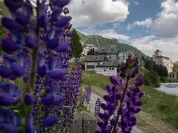 Ferienwohnung Studio Flüm in Pontresina - 2 Personen, Hund erlaubt