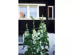 Ferienhaus Ferien in der Vogelherd in Wolfhalden - 4 Personen, Hund nicht erlaubt