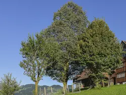 Bild zur gratis inserierten Ferienwohnung Ferien Alpsteinblick.