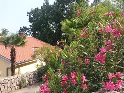 Bild zur gratis inserierten Ferienwohnung Apartment Oleandri A2 mit Meerblickbalkon.