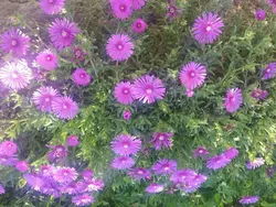 Bild zur gratis inserierten Ferienwohnung Gemütliche Wohnung Andrea in Opatija.