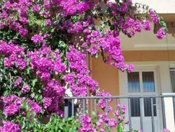 Bild zur gratis inserierten Ferienwohnung mit privater Terrasse.