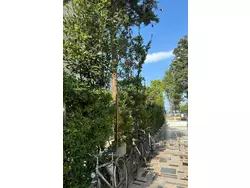 Bild zur gratis inserierten Ferienwohnung Wohnung Ružica01 in Strandnähe - Agentur TA Leut.