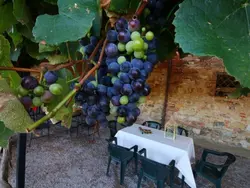 Bild zur gratis inserierten Ferienwohnung Wohnung in Castiglione Del Lago mit Terrasse, Garten und Grill.