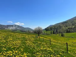 Bild zur gratis inserierten Ferienwohnung Schafmatthof 1 Obergeschoss.