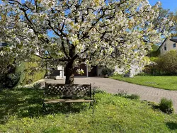 Bild zur gratis inserierten Ferienwohnung am Kirschbaum.