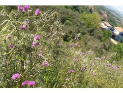 Ferienhaus Agriturismo Nel Blu in Collecorvino - 10 Personen, Hund erlaubt