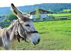 Bild zur gratis inserierten Ferienwohnung Ferienwohnung-1131515.