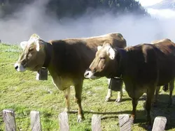 Bild zur gratis inserierten Ferienwohnung Ferienwohnung-1727238.