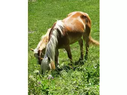 Bild zur gratis inserierten Ferienwohnung Ferienwohnung-1727250.