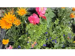 Bild zur gratis inserierten Ferienwohnung Ferienwohnung-1727576.