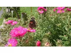 Bild zur gratis inserierten Ferienwohnung Ferienwohnung-1727823.