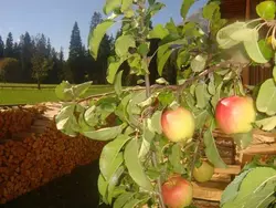 Bild zur gratis inserierten Ferienwohnung Ferienwohnung-1811592.