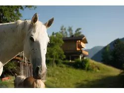 Bild zur gratis inserierten Ferienwohnung Ferienwohnung-1813346.