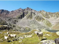 Bild zur gratis inserierten Ferienwohnung Ferienhaus-3512390.