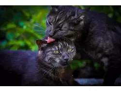 Bild zur gratis inserierten Ferienwohnung Ferienwohnung-3238285.