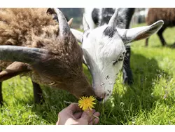 Bild zur gratis inserierten Ferienwohnung Ferienwohnung-1942580.