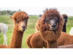 Ferienwohnung Ferienwohnung-2319773 in Bezirk Gmünd - 5 Personen, Hund nicht erlaubt