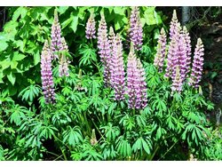 Ferienhaus Ferienhaus-791319 in Oberdrauburg - 8 Personen, Hund erlaubt