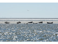 Bild zur gratis inserierten Ferienwohnung Ferienwohnung-1467776.