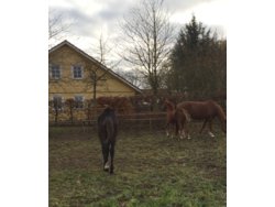 Ferienhaus Ferienhaus-1640593 in Staven - 10 Personen, Hund nicht erlaubt