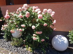 Bild zur gratis inserierten Ferienwohnung Ferienwohnung-1642957.