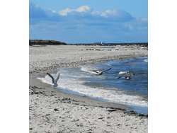 Bild zur gratis inserierten Ferienwohnung Ferienwohnung-1724887.