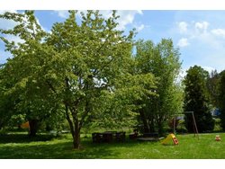 Ferienwohnung Ferienwohnung-1742238 in Nieder-Werbe - 5 Personen, Hund erlaubt