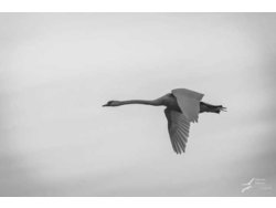 Ferienwohnung Ferienwohnung-1743441 in Pruchten - 4 Personen, Hund nicht erlaubt