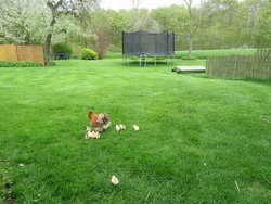 Bild zur gratis inserierten Ferienwohnung Ferienwohnung-1744210.