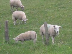 Bild zur gratis inserierten Ferienwohnung Ferienwohnung-1744449.