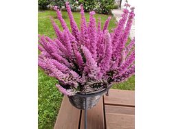 Bild zur gratis inserierten Ferienwohnung Ferienwohnung-1753550.