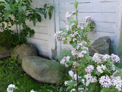 Ferienwohnung Ferienwohnung-1815792 in Ückeritz - 7 Personen, Hund erlaubt